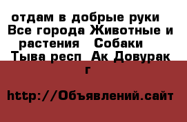 отдам в добрые руки - Все города Животные и растения » Собаки   . Тыва респ.,Ак-Довурак г.